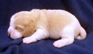 Starz Boy 4 Week 2